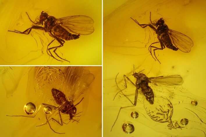 Three Fossil Flies (Diptera) In Baltic Amber #150747